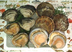 函館の鮮魚・乾鮮魚店ホタテ・ほっき